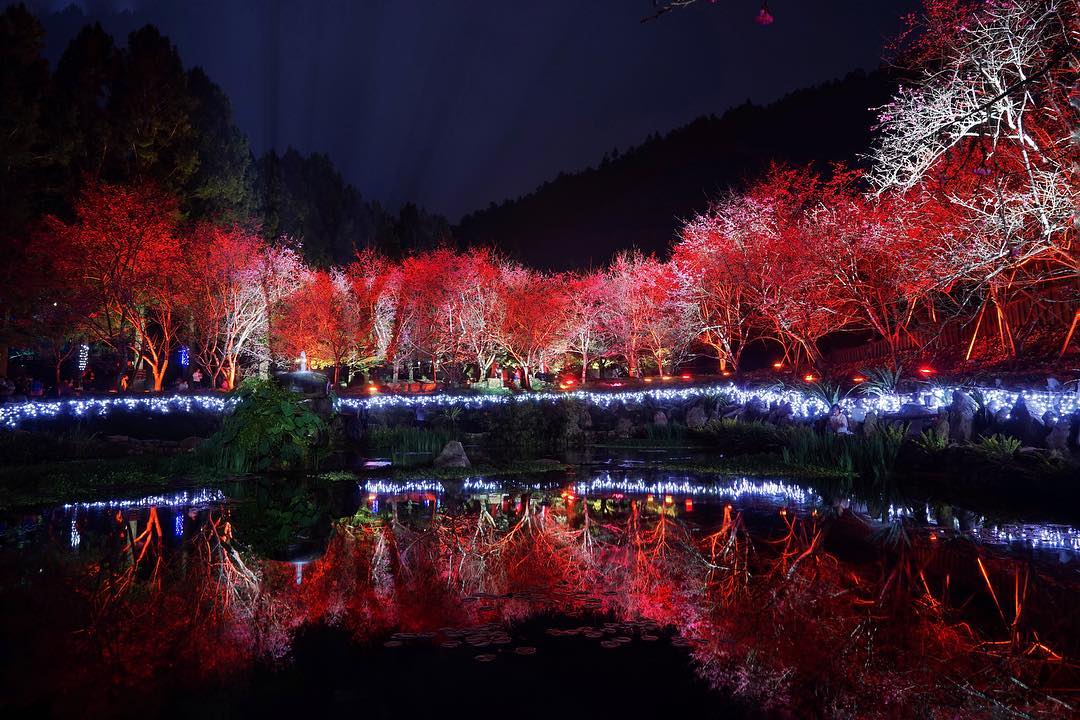 九族櫻花祭 日月潭九族 九族文化村 日月潭纜車 夜櫻