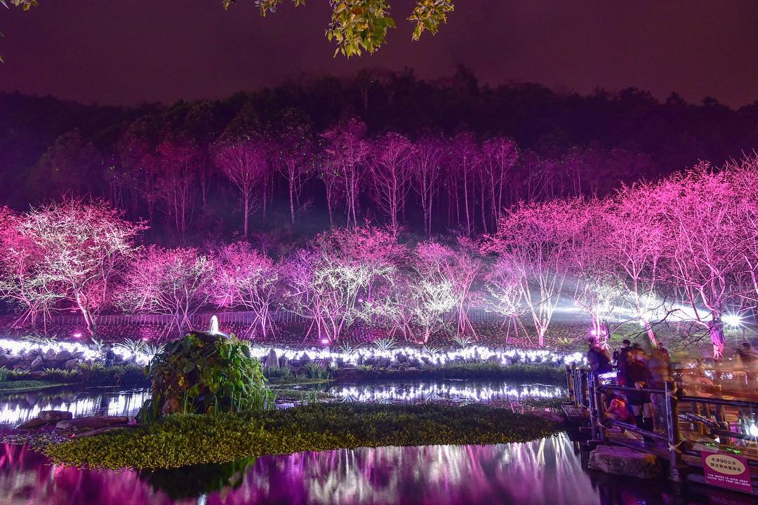 九族櫻花祭 日月潭九族 九族文化村 日月潭纜車 夜櫻