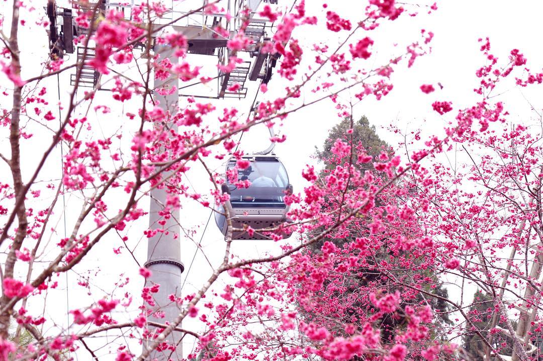 日月潭九族 九族文化村 日月潭纜車 南投賞花 櫻花 賞櫻