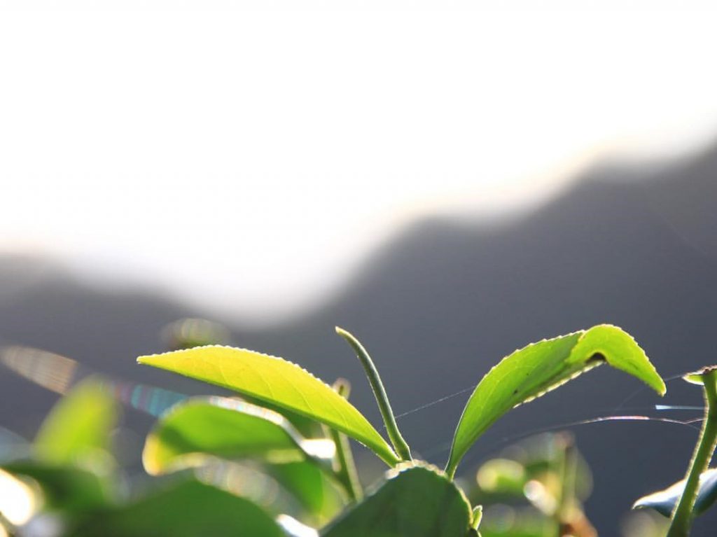 日月潭紅茶｜6 個美味順口的秘密，揭開日月潭紅茶為什麼這麼好喝？ 1 2025