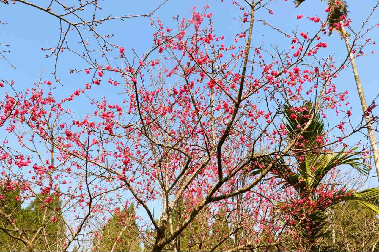 日月潭一日遊 九族文化村 南投好好玩 日月潭櫻花祭 日月潭櫻花