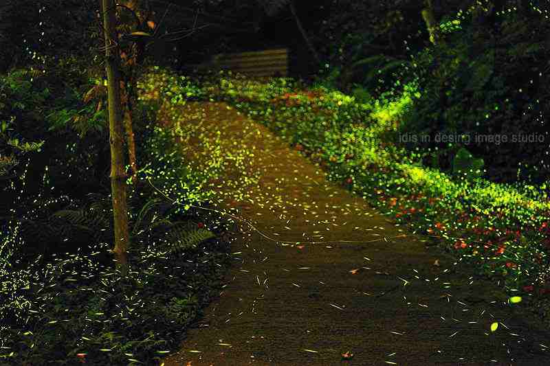 阿里山景點報你知！嘉義阿里山2天1夜行程規劃、住宿門票優惠攻略，教你阿里山開車怎麼玩！