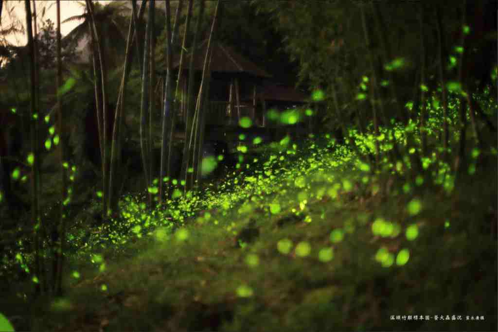 【溪頭自然教育園區】精選必訪溪頭景點、門票優惠、交通方式,溪頭森林遊樂區一日遊 【溪頭自然教育園區】精選必訪溪頭景點、門票優惠、交通方式,溪頭森林遊樂區一日遊