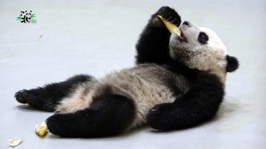 - 台北市立動物園 台北市立動物園 | 2021木柵動物園【門票優惠&交通停車&美食&紀念品】完整攻略 2021 ▸台北景點, 文山區, 景點 交通, 動物園, 台北動物園, 台北百大景點, 木柵動物園, 門票 2021