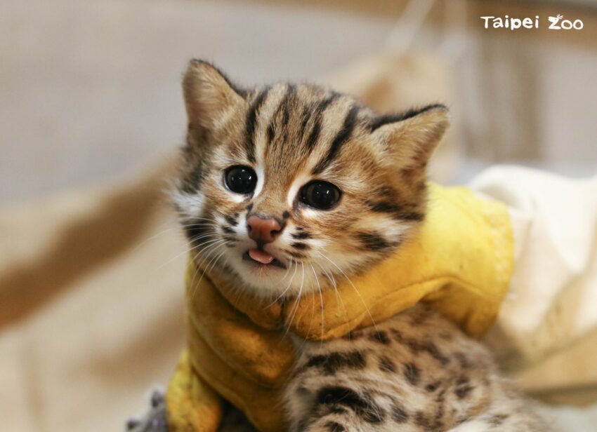 - 台北市立動物園 台北市立動物園 | 2021木柵動物園【門票優惠&交通停車&美食&紀念品】完整攻略 2021 ▸台北景點, 文山區, 景點 交通, 動物園, 台北動物園, 台北百大景點, 木柵動物園, 門票 2021