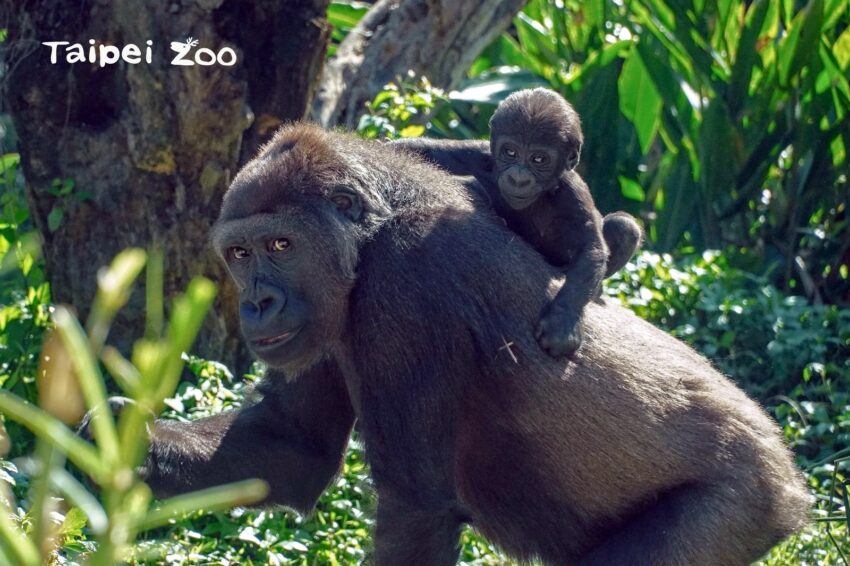 - 台北市立動物園 台北市立動物園 | 2021木柵動物園【門票優惠&交通停車&美食&紀念品】完整攻略 2021 ▸台北景點, 文山區, 景點 交通, 動物園, 台北動物園, 台北百大景點, 木柵動物園, 門票 2021