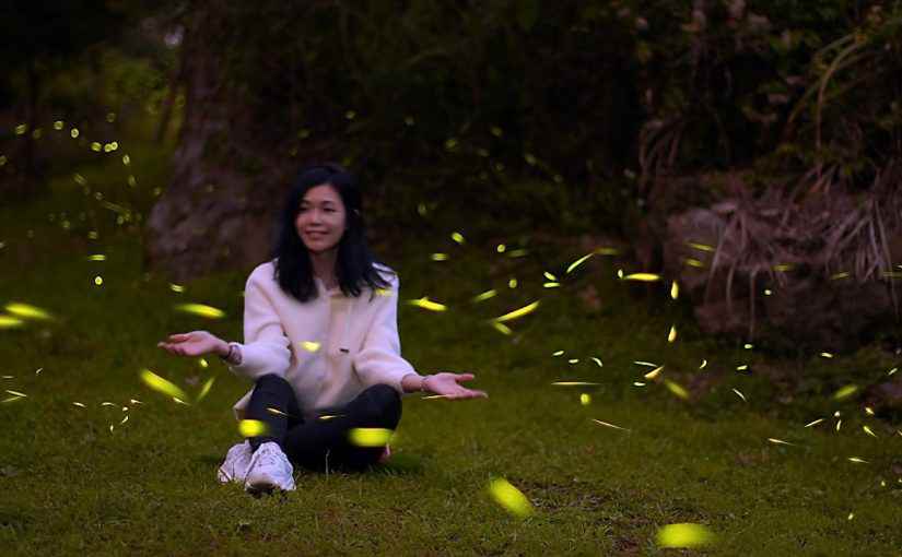 阿里山賞螢 賞螢活動攻略 5大賞螢區域報你知 內含免費賞螢 活動場次 報名訊息 好好玩台灣2021