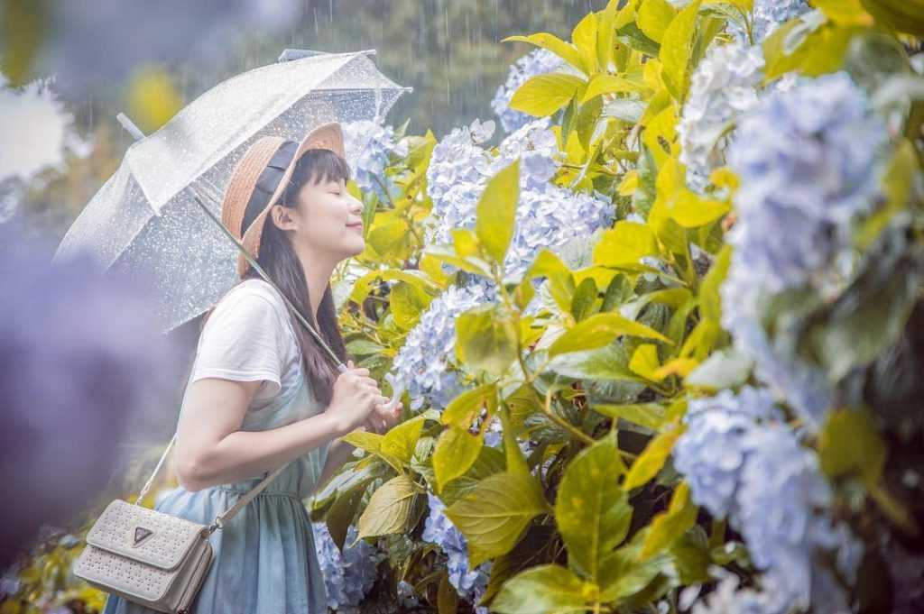 杉林溪繡球花季 |  杉林溪森林生態渡假園區 繡球花 南投賞花