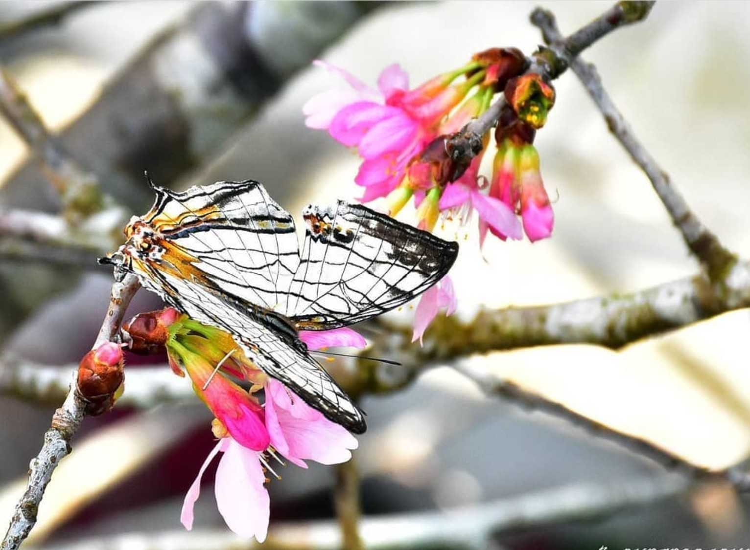 日月潭青年活動中心 | 蝴蝶園