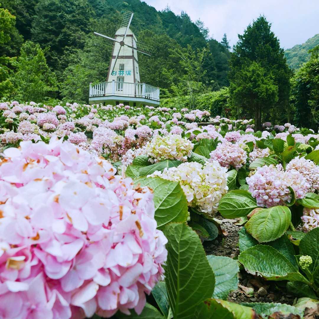 杉林溪繡球花季 |  杉林溪森林生態渡假園區