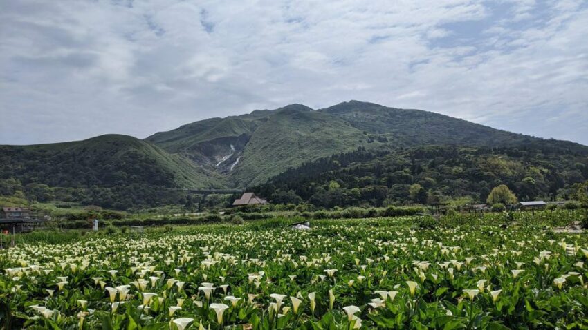 竹子湖全新打卡秘境！置身海芋田看見「海芋與蛙」 3 2025