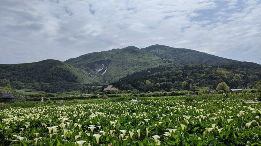 竹子湖全新打卡秘境！置身海芋田看見「海芋與蛙」 1 2024