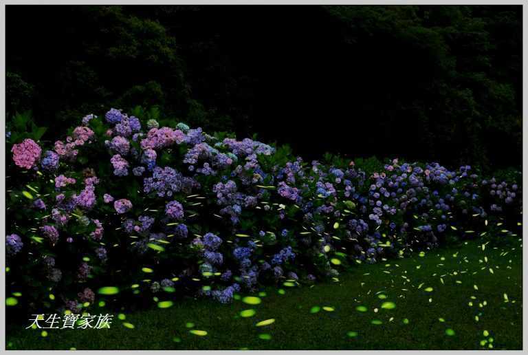 杉林溪繡球花季 | 杉林溪森林生態渡假園區 杉林溪繡球花季 | 杉林溪森林生態渡假園區