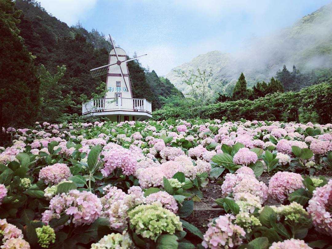 杉林溪繡球花季 |  杉林溪森林生態渡假園區