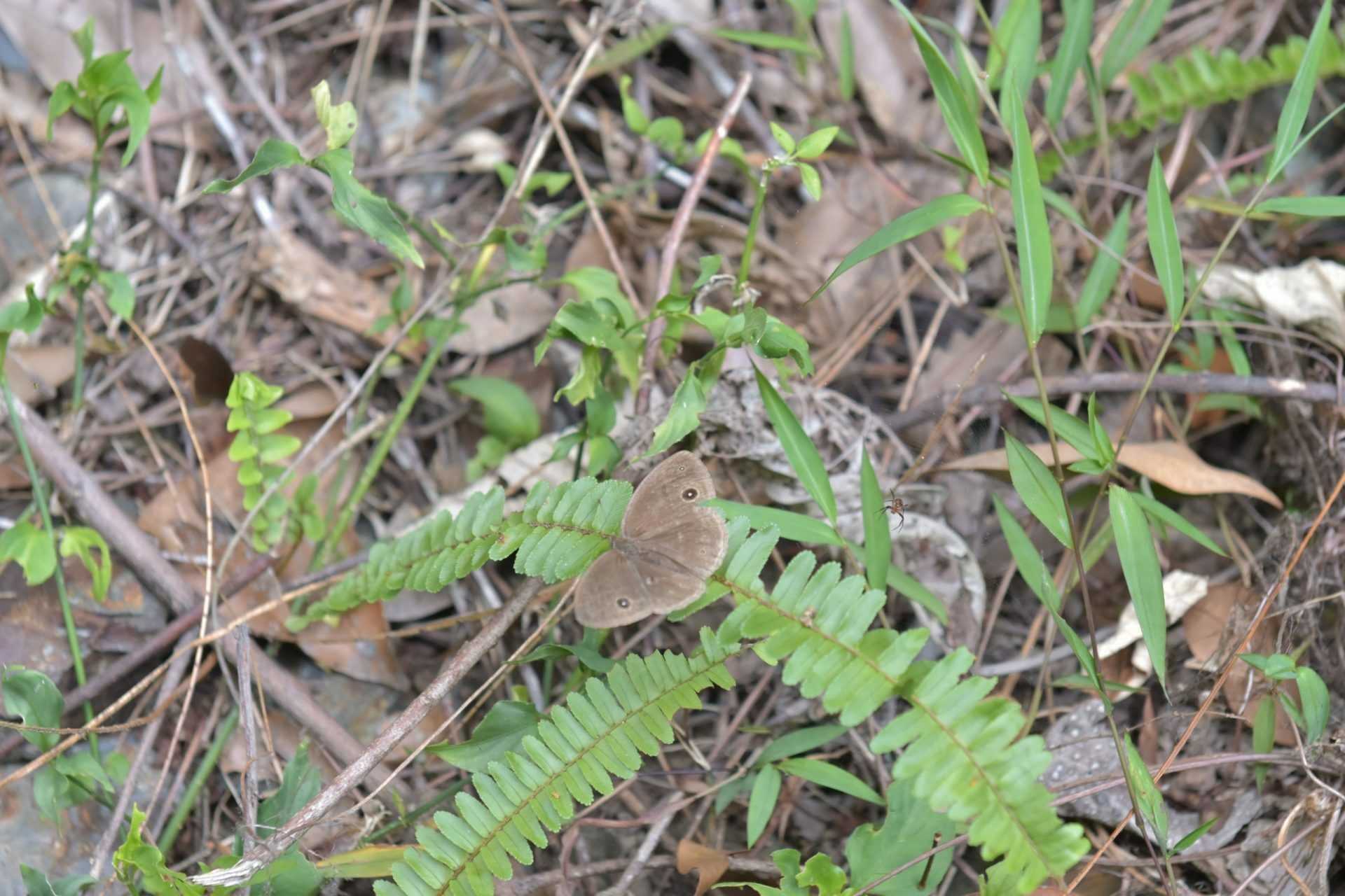 埔里蝴蝶 埔里蝴蝶 | 精選3處埔里賞蝶景點，跟著自然界的精靈去埔里旅遊 2 2024