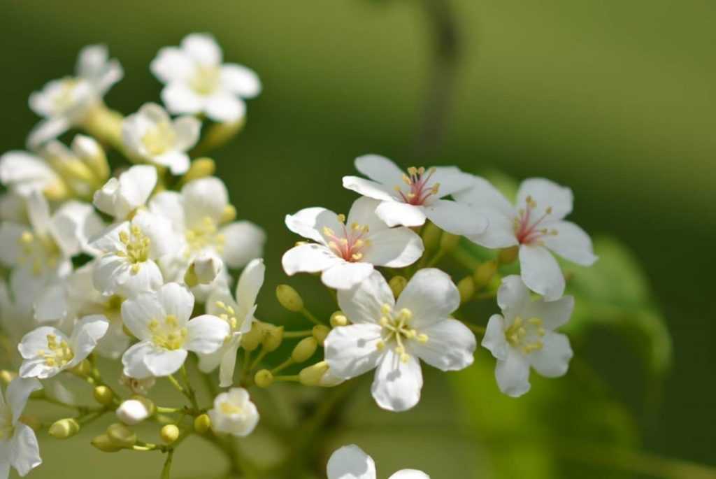 油桐花,油桐花季,全台油桐花,油桐花景點,北部油桐花,中部油桐花,苗栗油桐花,南部油桐花,東部油桐花,台北油桐花,桃園油桐花,新竹油桐花,南投油桐花,嘉義油桐花,台中油桐花,彰化油桐花,雲林油桐花,台南油桐花,台東油桐花,花蓮油桐花,宜蘭油桐花,苗栗油桐花,苗栗桐花,頭份油桐花,三灣油桐花,南庄油桐花,造橋油桐花,頭屋油桐花,獅潭油桐花,公館油桐花,三義油桐花,銅鑼油桐花