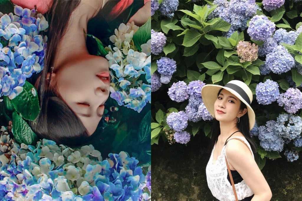 杉林溪森林生態渡假園區,繡球花季,螢火蟲季,南投杉林溪,木屋區溪流,杉林溪花卉中心,天然芬多精,南投,竹山,杉林溪,繡球花,南投賞花,螢火蟲,避暑勝