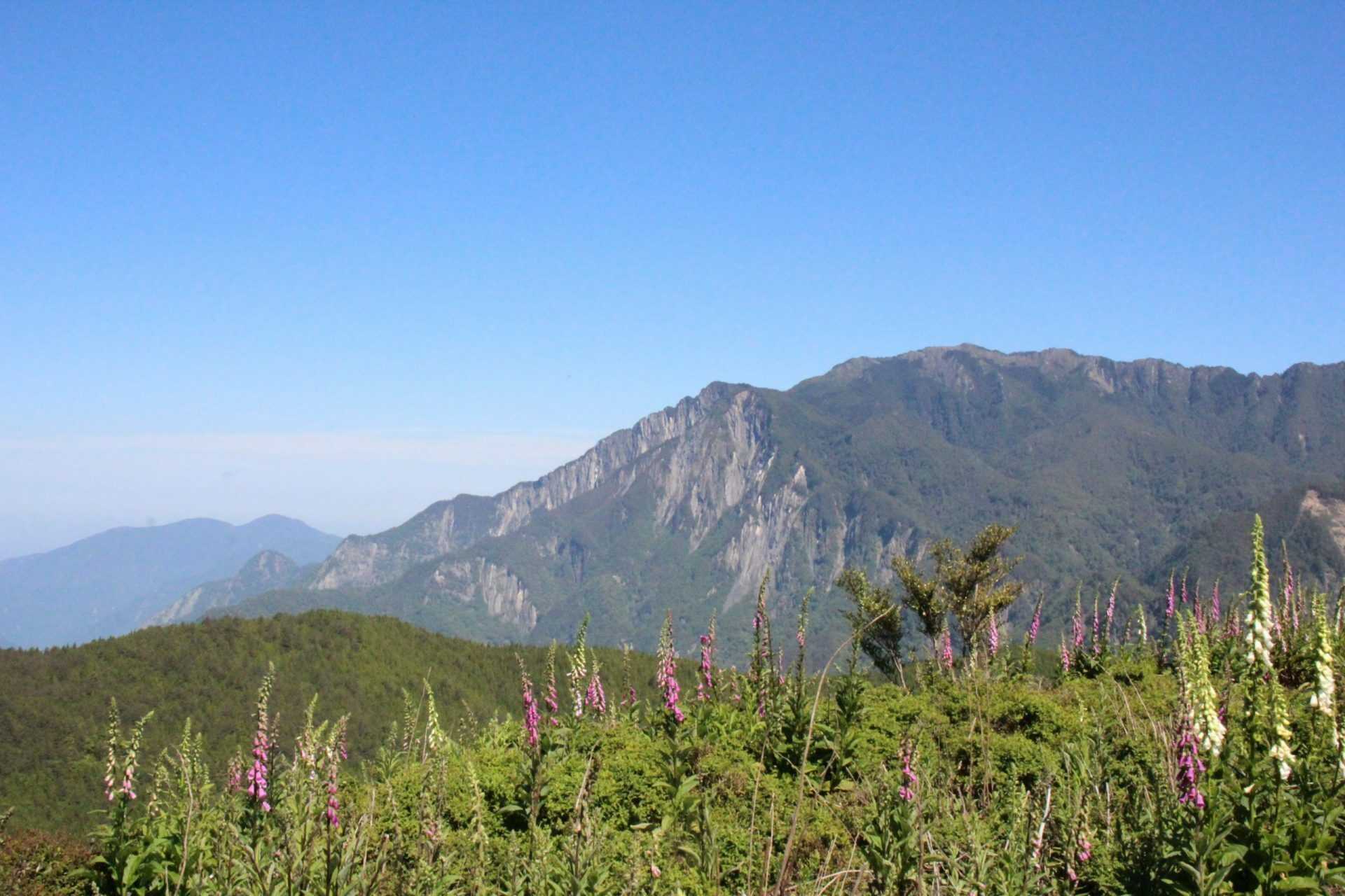 南投信義鄉 台灣登山界四大天王之一《六順山》 毛地黃