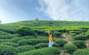 生力農場採茶體驗 嘉義梅山一日遊｜走訪全台最高太平雲梯吊橋，順遊周邊超療育自然景點 23 2022