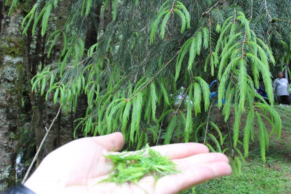 高山植物 扁柏