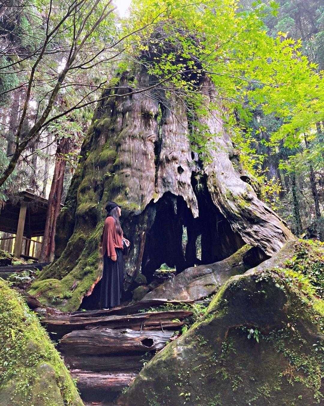 杉林溪森林生態渡假園區 杉林溪森林生態渡假園區｜來杉林溪一日遊，享受芬多精的洗禮，杉林溪賞螢賞花攻略 1 2023