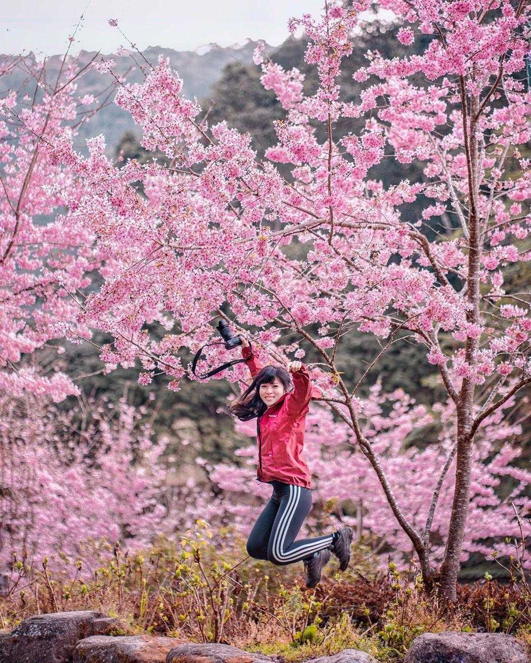 杉林溪森林生態渡假園區 ｜櫻花林