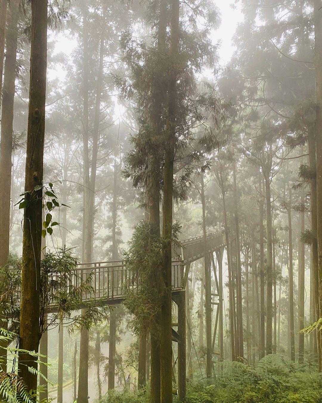 溪頭森林遊樂區 ❘ 空中走廊