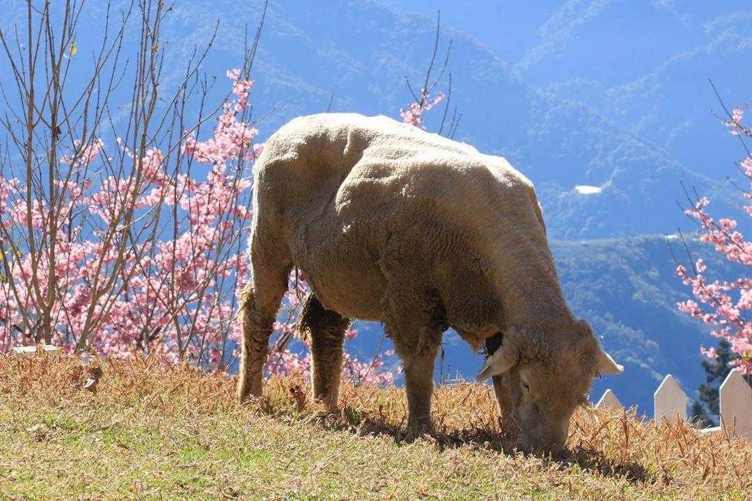 清境農場綿羊