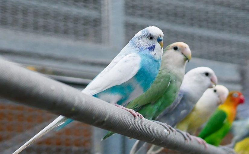 鳳凰谷鳥園生態園區 多達300種鳥禽 免費遊園一整天 親子賞鳥 步道 森林溜滑梯一次玩過癮 好好玩台灣21 鳳凰谷鳥園生態園區 多達300種鳥禽 免費遊園一整天 親子賞鳥 步道 森林溜滑梯一次玩過癮 好好玩台灣21
