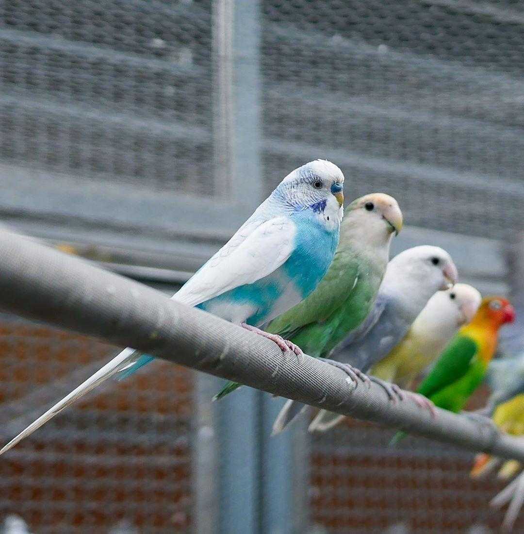 鳳凰谷鳥園生態園區 多達300種鳥禽 免費遊園一整天 親子賞鳥 步道 森林溜滑梯一次玩過癮 好好玩台灣21 鳳凰谷鳥園生態園區 多達300種鳥禽 免費遊園一整天 親子賞鳥 步道 森林溜滑梯一次玩過癮 好好玩台灣21