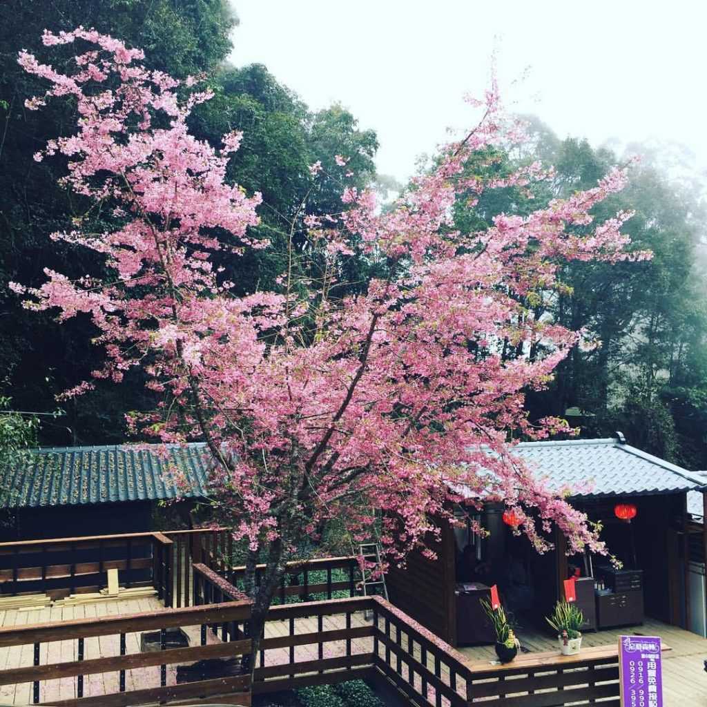 忘憂森林 霧中咖啡屋 鹿谷景點 鹿谷一日遊 鹿谷附近好玩