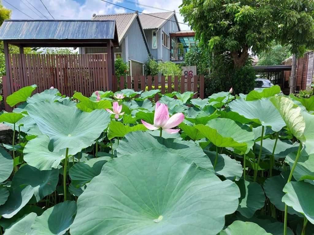 中興新村荷花 中興新村蓮花 中興新村景點 荷花池 開花時間 花況