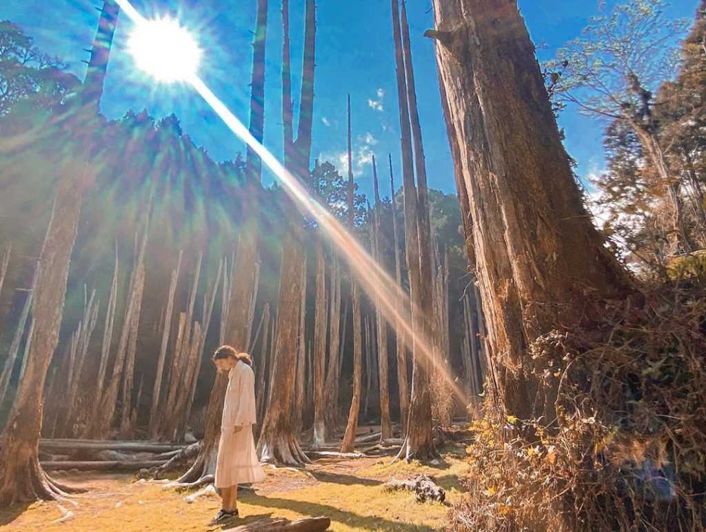 忘憂森林怎麼去 忘憂森林景點 忘憂森林枯水期 忘憂森林好玩嗎