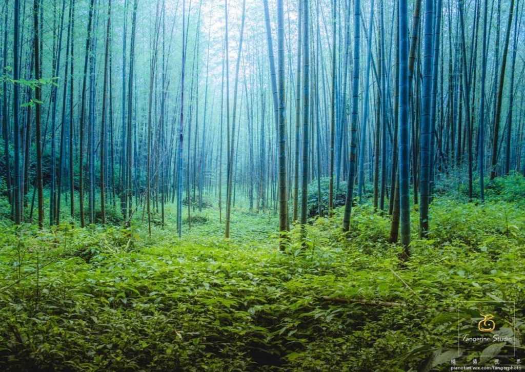 【溪頭自然教育園區】精選必訪溪頭景點、門票優惠、交通方式,溪頭森林遊樂區一日遊 【溪頭自然教育園區】精選必訪溪頭景點、門票優惠、交通方式,溪頭森林遊樂區一日遊