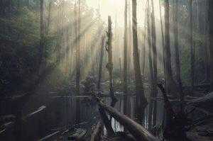 忘憂森林 ｜南投一處人間仙境，迷幻朦朧美的杉木林在水面矗立著《溪頭忘憂森林怎麼去/天氣/景觀餐廳》 10 2023