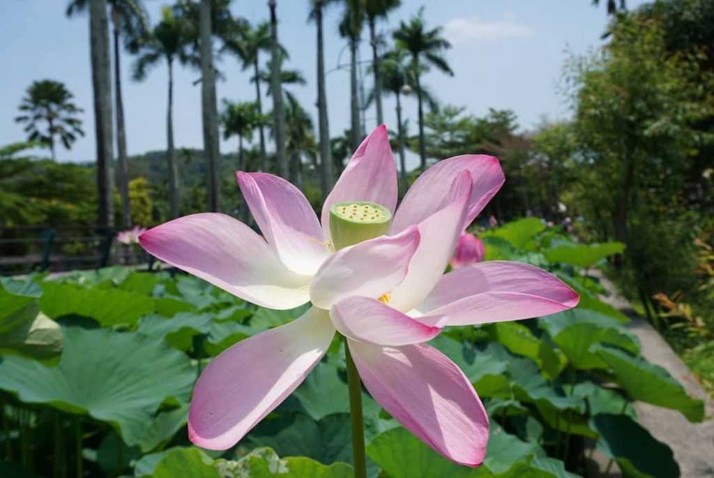 2022國慶煙火 中興新村一日遊|懷舊省府巡禮,5大打卡景點&必吃美食推薦 2022國慶煙火 2022 中興新村荷花 中興新村蓮花 中興新村景點 荷花池 開花時間 花況