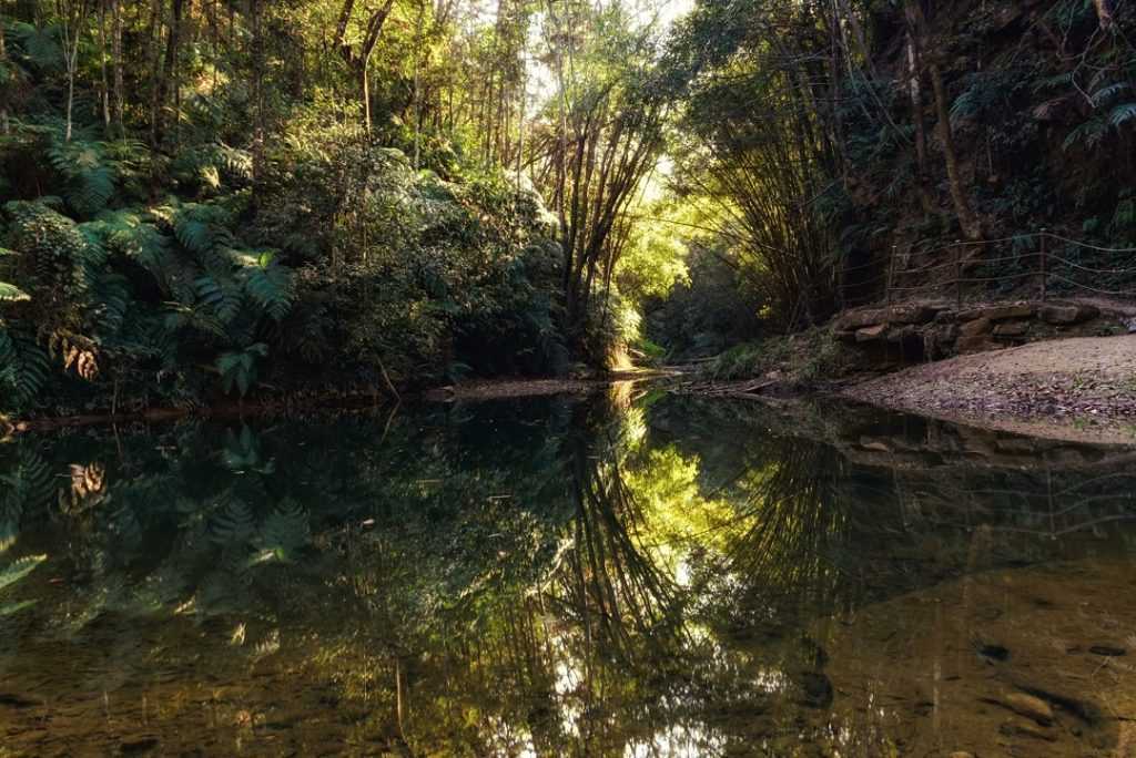 南投景點推薦 :澀水森林步道 南投景點推薦 :澀水森林步道 南投秘境 一日遊景點 2021 南投秘境景點 南投私房景點 南投打卡景點 南投新景點 南投一日遊行程 2021景點