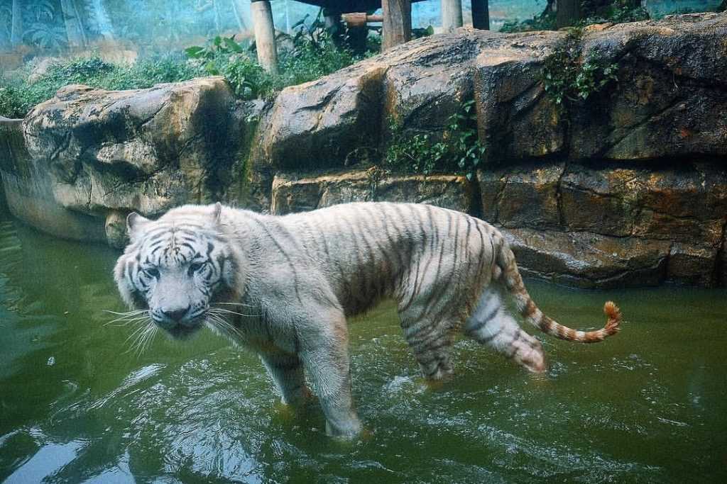 六福村動物園白老虎 ansonvsiverson,六福村老虎,六福村獅子,六福村猛禽,六福村非洲動物