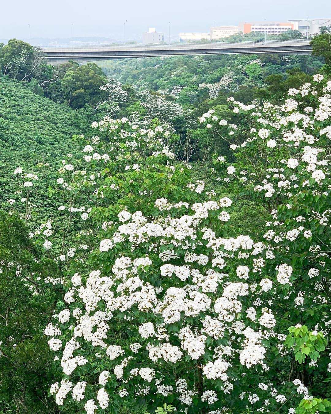 桐花