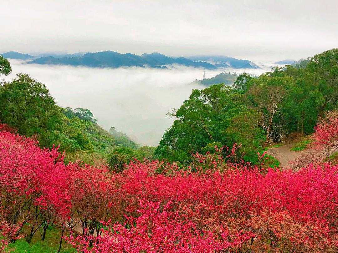 苗栗天氣 櫻花