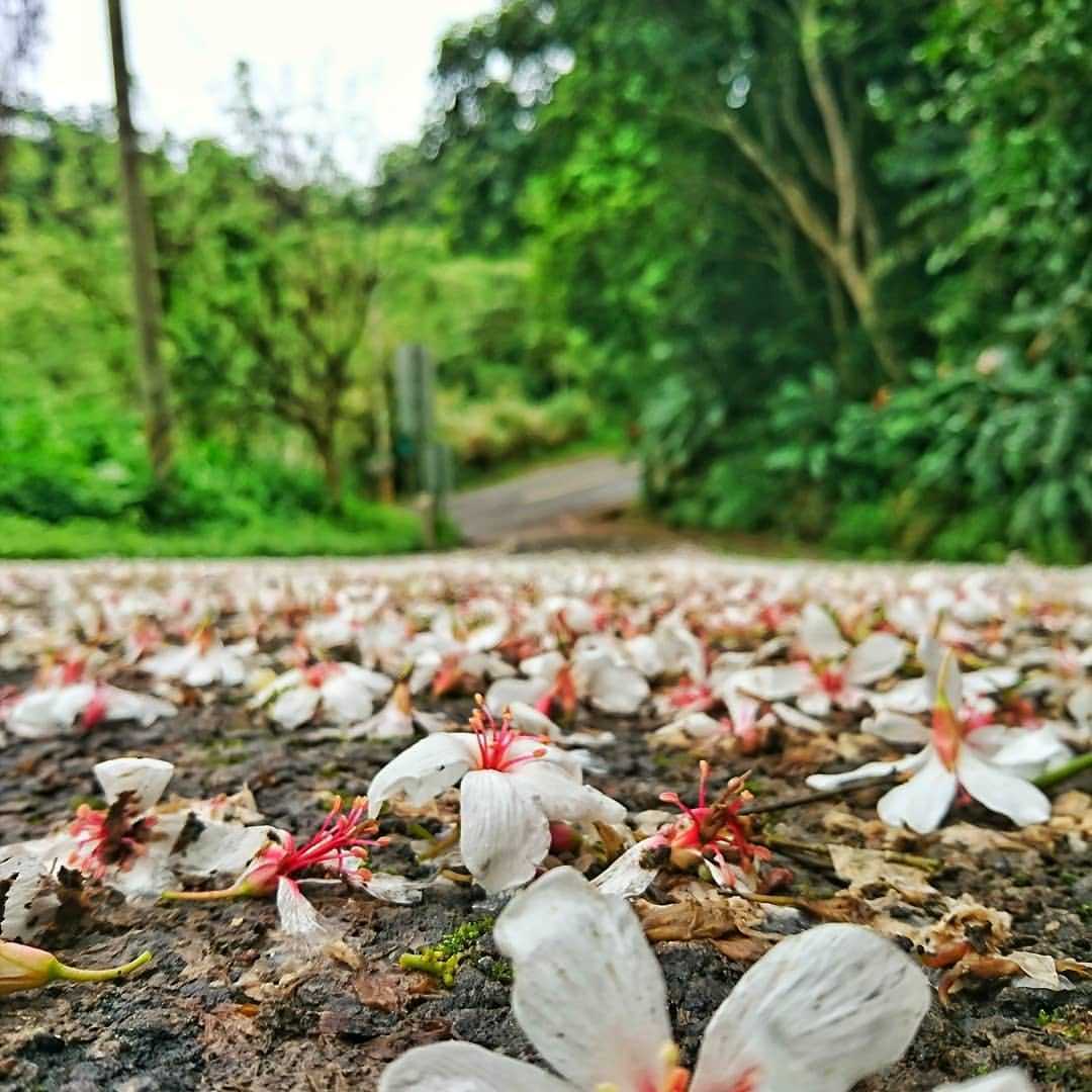 苗栗天氣 桐花