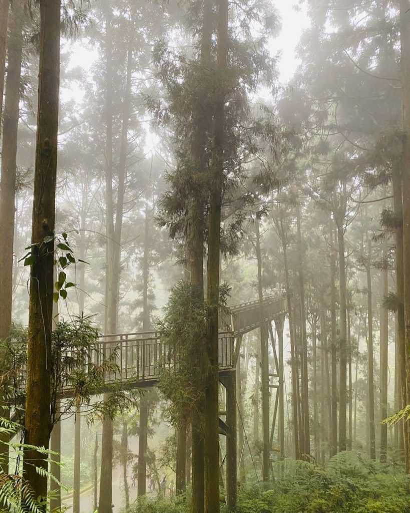 【溪頭自然教育園區】精選必訪溪頭景點、門票優惠、交通方式,溪頭森林遊樂區一日遊 【溪頭自然教育園區】精選必訪溪頭景點、門票優惠、交通方式,溪頭森林遊樂區一日遊
