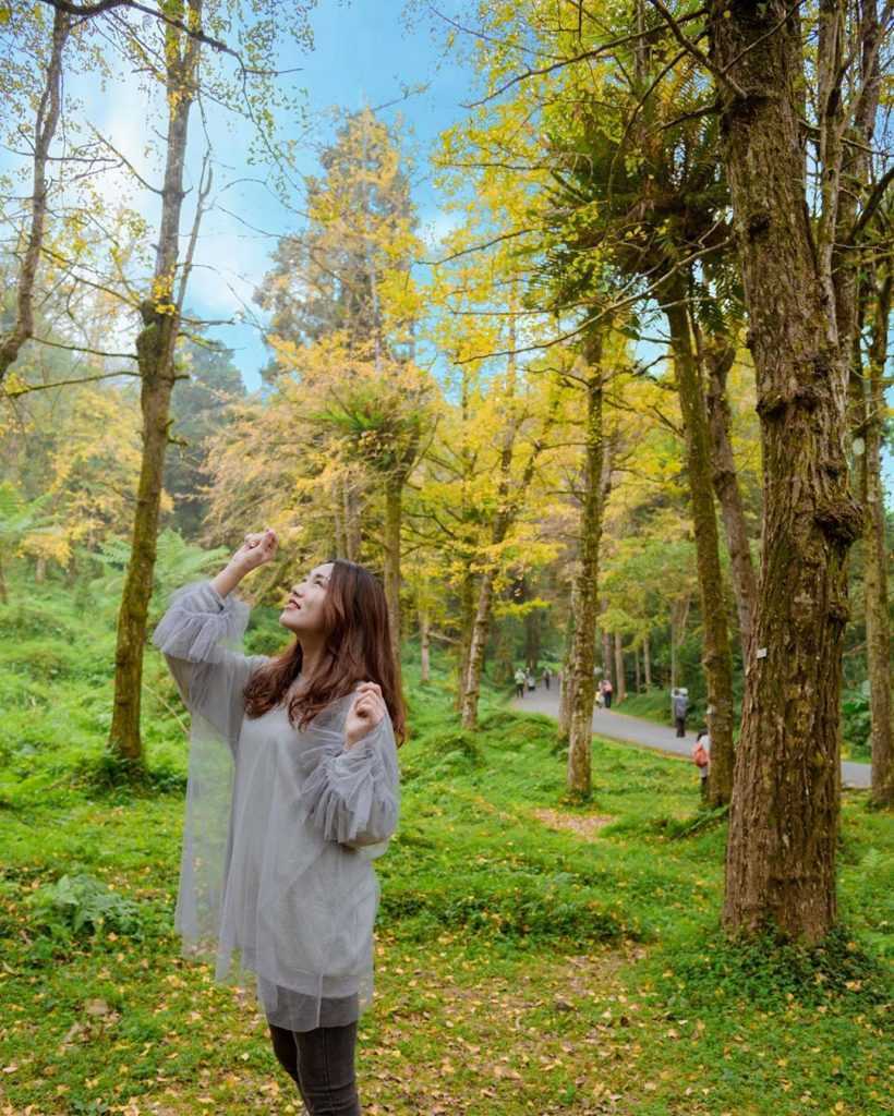 【溪頭自然教育園區】精選必訪溪頭景點、門票優惠、交通方式,溪頭森林遊樂區一日遊 【溪頭自然教育園區】精選必訪溪頭景點、門票優惠、交通方式,溪頭森林遊樂區一日遊