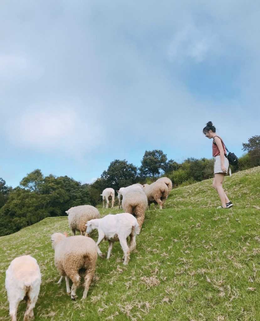 清境農場綿羊秀 ｜歷久不衰的青青草原綿羊脫衣秀，與羊咩咩最親密的接觸！ 5 2024