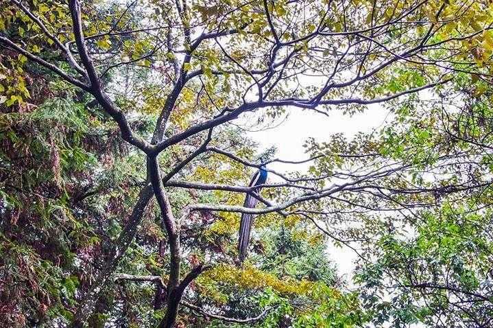 鳳凰谷鳥園生態園區 鳳凰谷鳥園生態園區 |多達300種鳥禽,免費遊園一整天!親子賞鳥、步道、森林溜滑梯一次玩過癮~ 鳳凰谷鳥園生態園區 2023 鳳凰谷鳥園生態園區 鳳凰谷鳥園生態園區 |多達300種鳥禽,免費遊園一整天!親子賞鳥、步道、森林溜滑梯一次玩過癮~ 1 2023