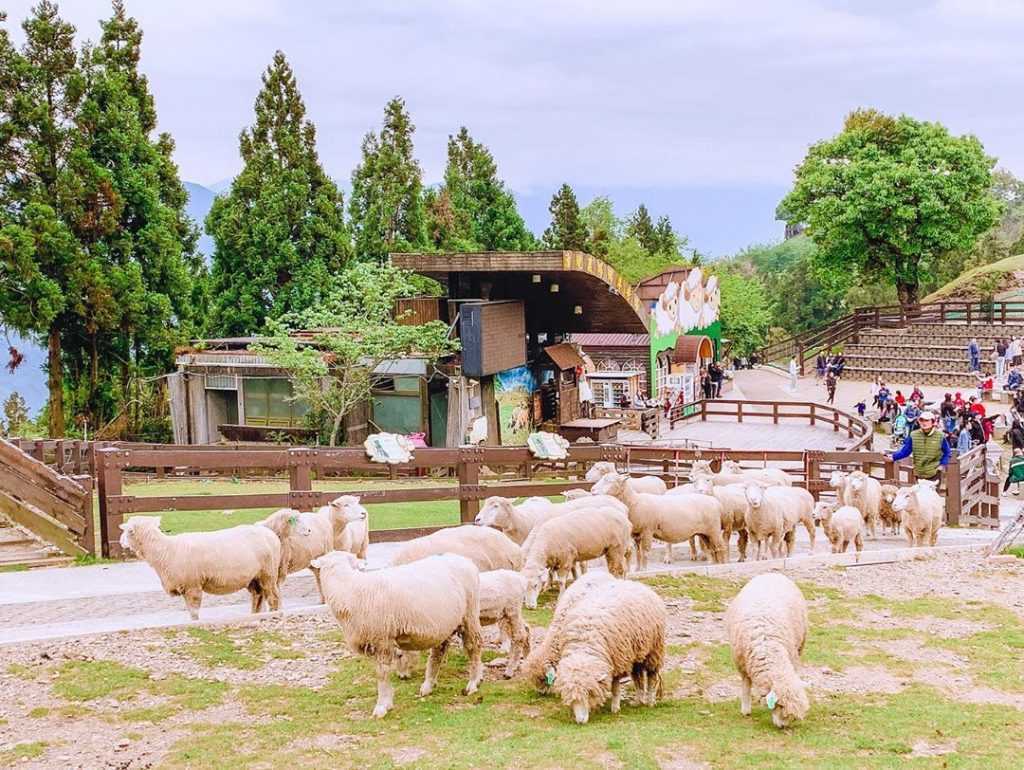 清境農場綿羊秀