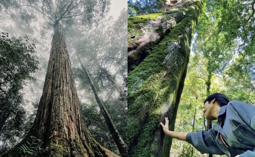 大雪山國家森林遊樂區 台中和平 中台灣海拔最高的森林生態秘境 好好玩台灣2021