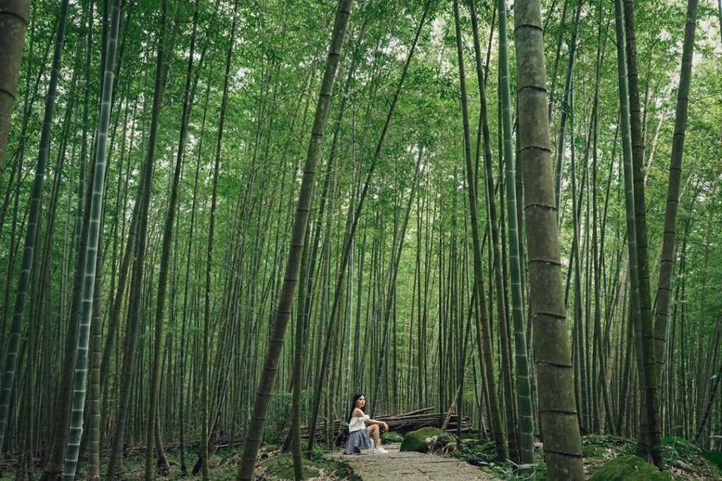 孟宗竹林 孟宗竹林