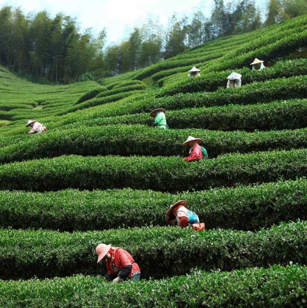 遊山茶訪茶園