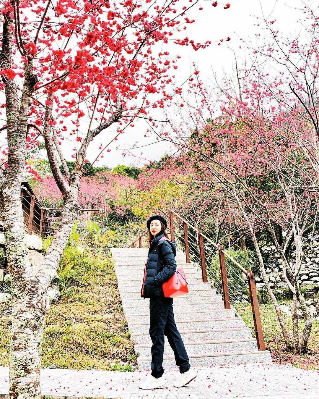 八仙山櫻花季 八仙山國家森林遊樂區 八仙山森林遊樂區 八仙山櫻花 花季